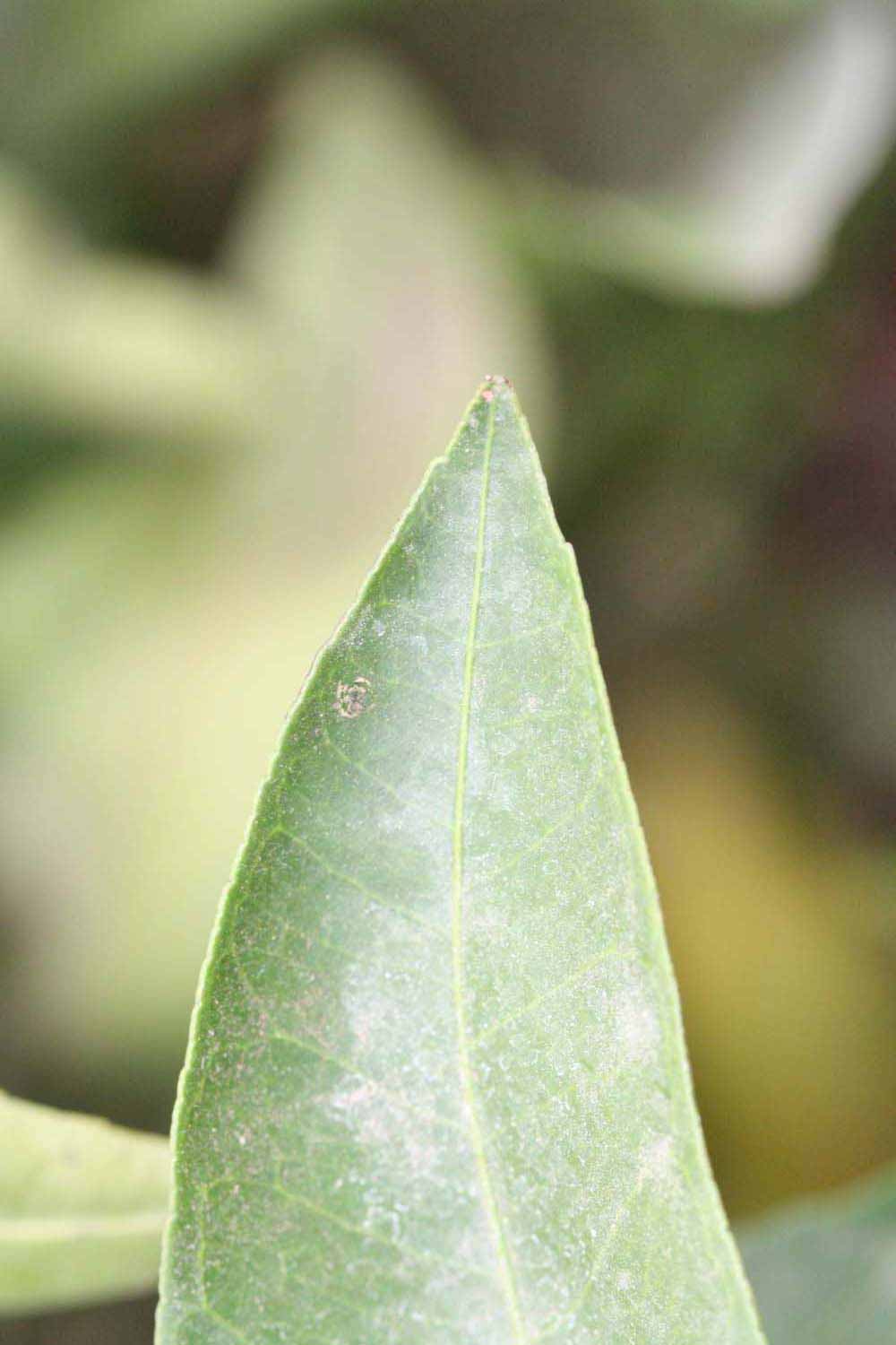              Margin (Riverside, CA)       